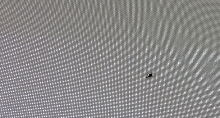 白いロールスクリーンは蚊を呼び寄せる